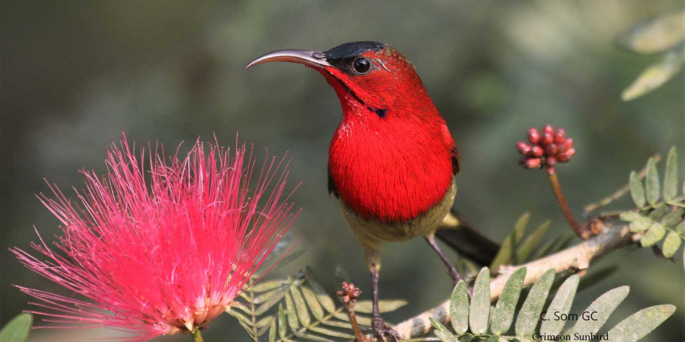 crimson sun bird