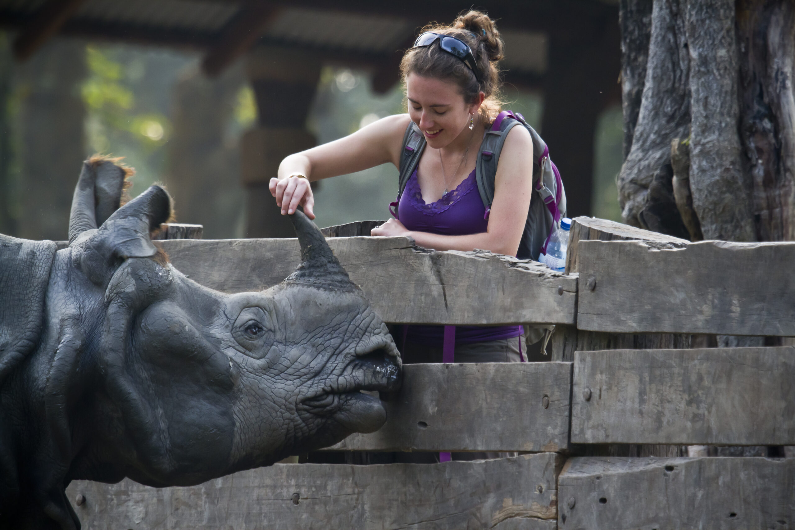 Bardia, Nepal - October 30, 2013: Tourist touching the greater one-horned rhinoceros horn, on October 30, 2013. In Nepal, people say it's give good luck. This rhino is in captivity, because is blind and can't live alone in jungle. Is staying in headquater of the National Bardia Park.