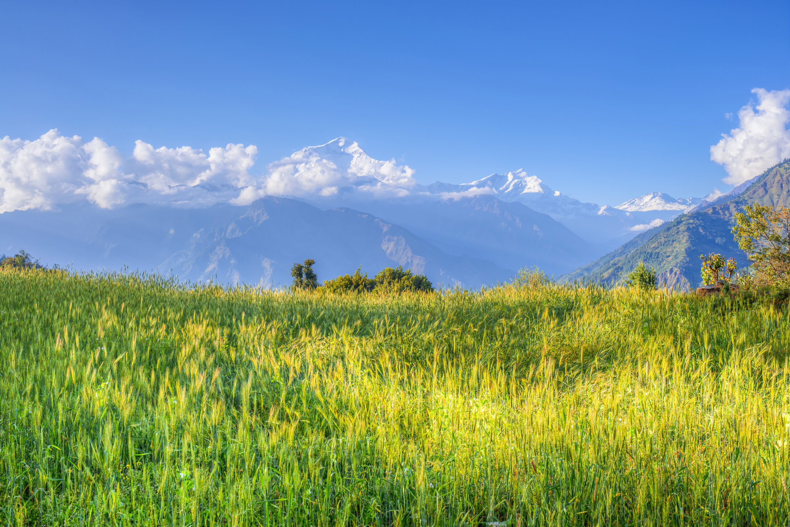 Green meadow of Annapurna Circuit, Nepal